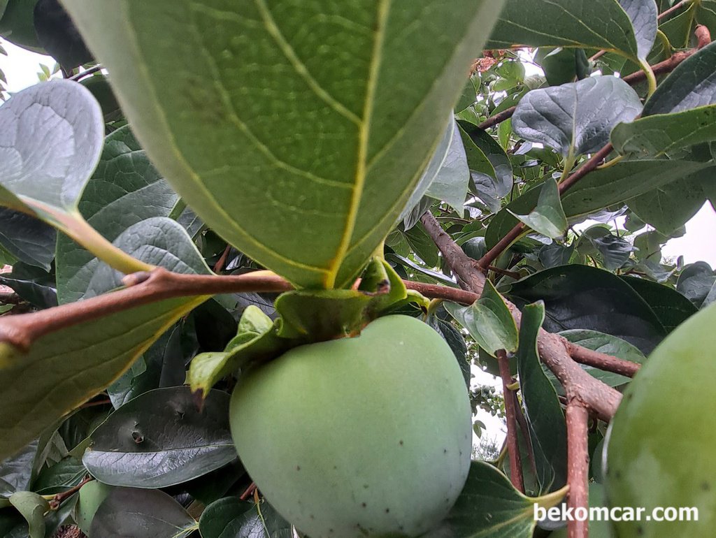 A big and fat grown persimon tells us Autumn is just around the corner.|bekomcar.com