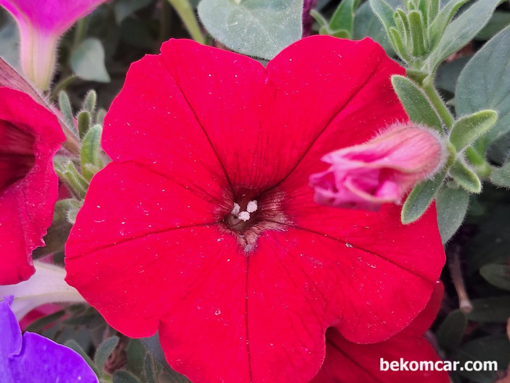 일산 어느 봄날의 길거리의 멋있는 꽃 모습|bekomcar.com