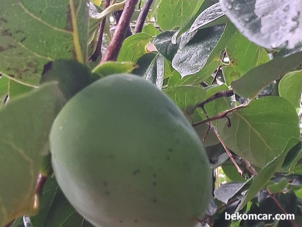 일산의 여름 과 가을사이 감 아 많이 자랐다|베콤카 차량정밀진단