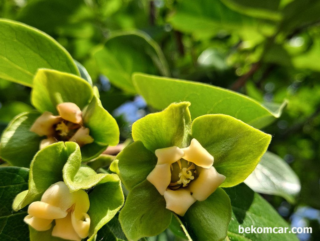일산의 봄, 감나무 꽃, 벌써 가을을 준비한다|bekomcar.com