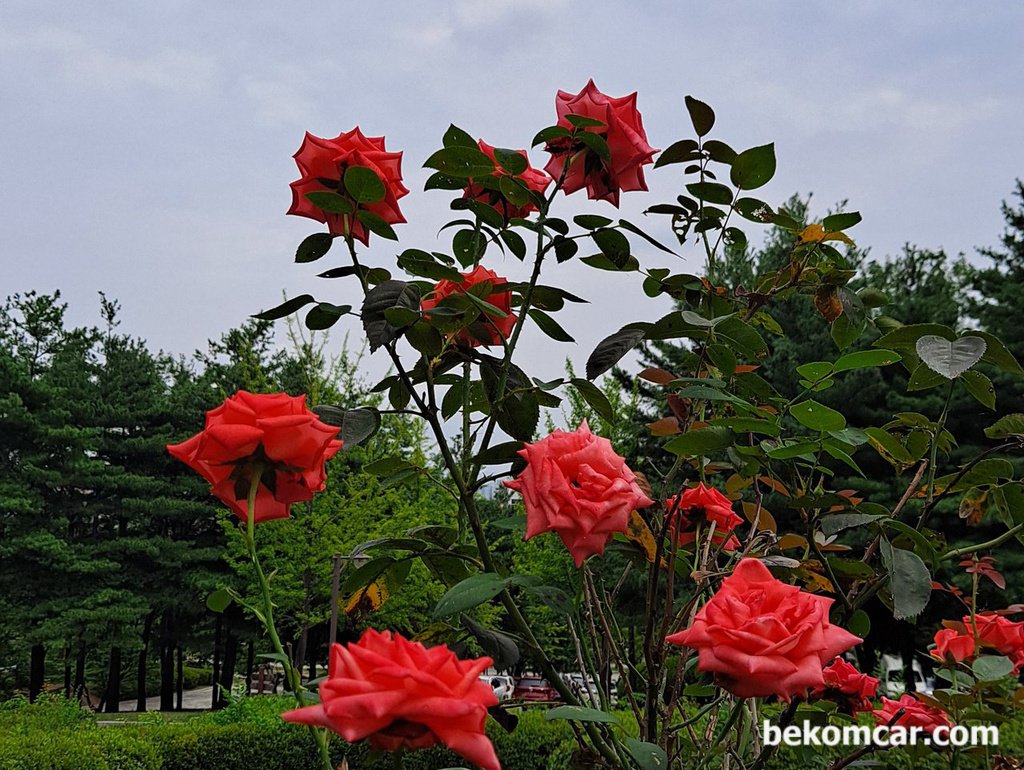 이 더운 날에도 필 꽃은 활짝피어난다|bekomcar.com