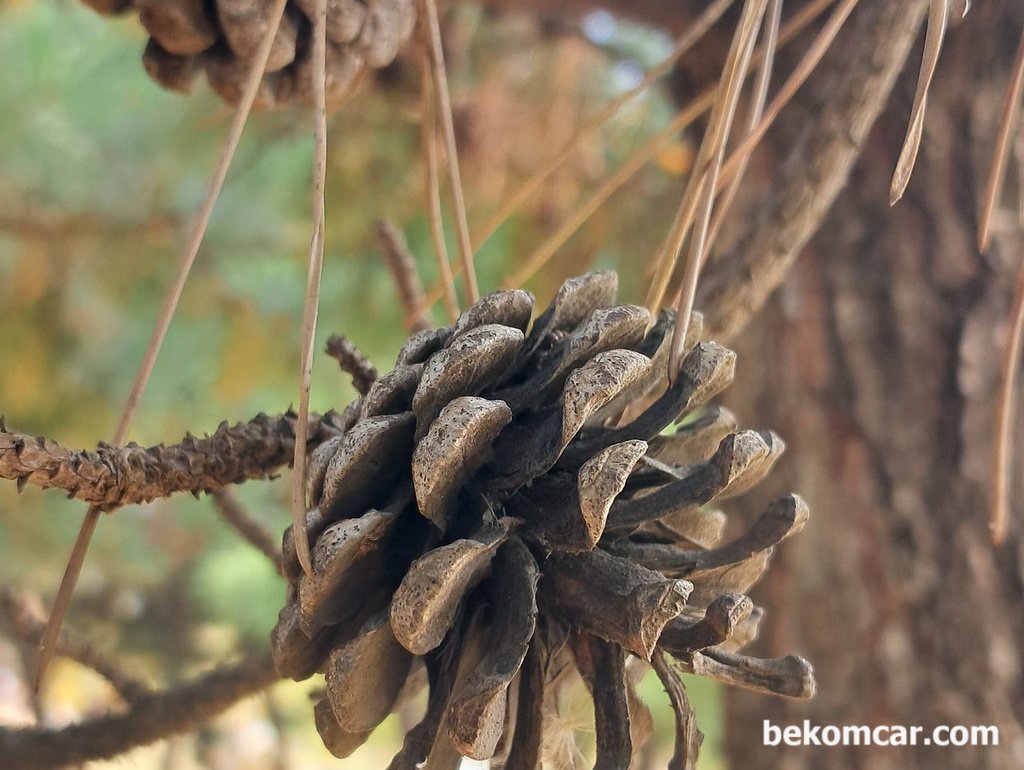 일산 정발산 소나무 솔방울|bekomcar.com