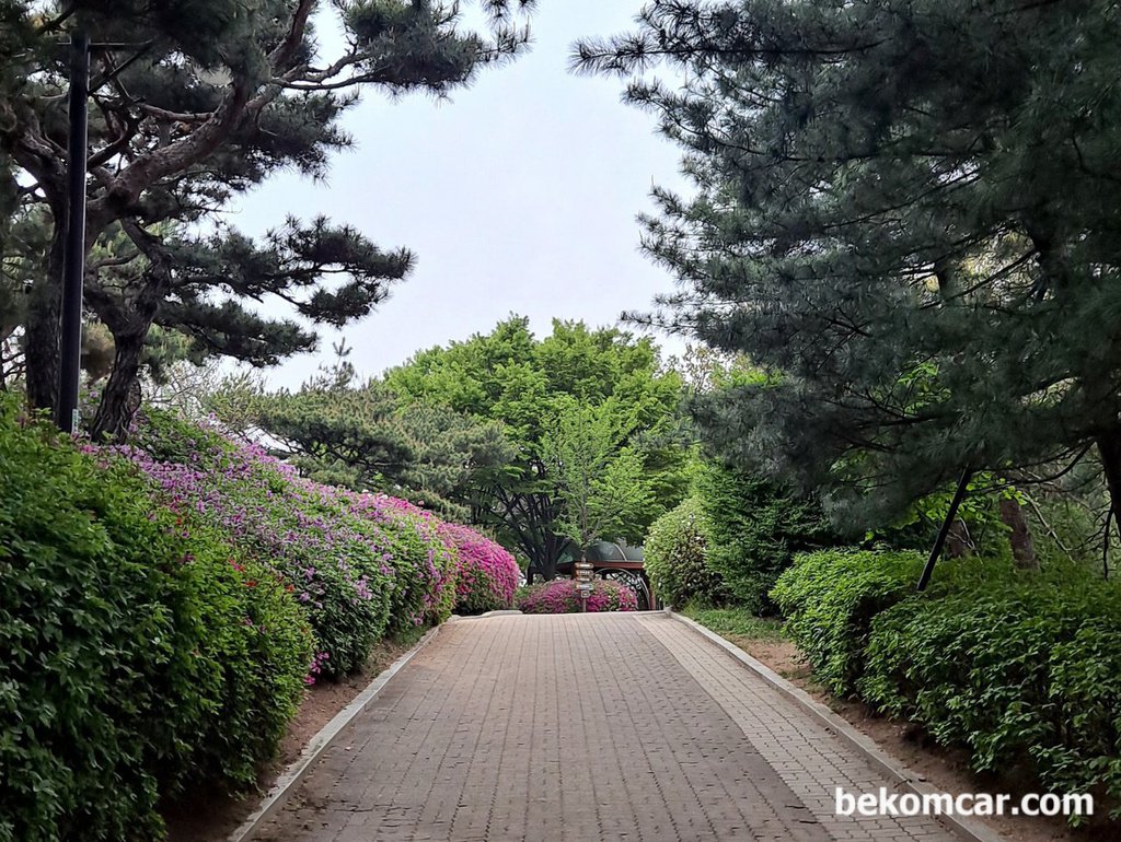 일산 정발산 꼭대기를 지나면서 새소리 그리고 꽃 들과대화|بيكومكار (bekomcar)