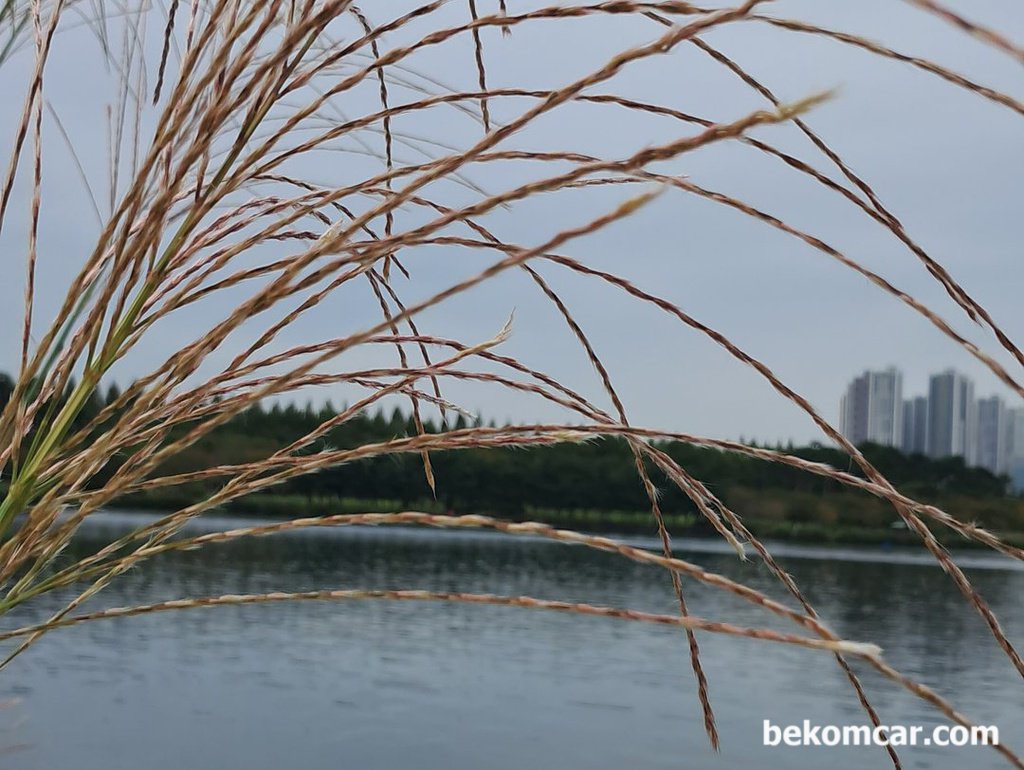 어느 가을 날 일산 호수공원 모습|ベコムカー (bekomcar)
