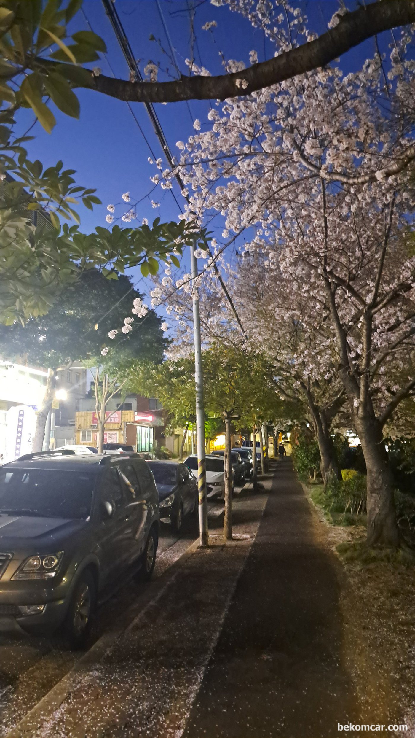 여수 호수공원 야경이다. 벗 꽃이 피고 지고 있다.|bekomcar.com