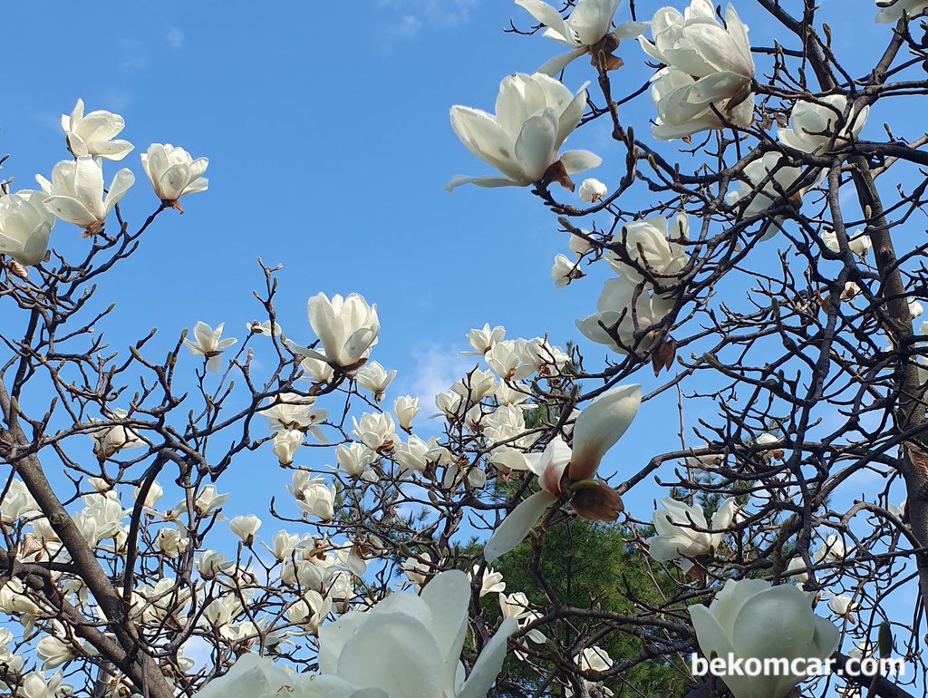 일산의 봄, 2026년도 찾아왔다|ベコムカー (bekomcar)