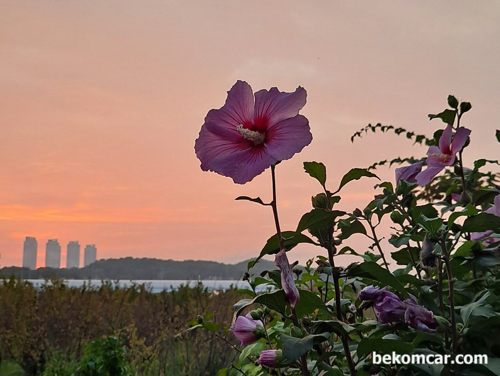 イルサンドン韓国の夕日と未知の花|ベコムカー (bekomcar)