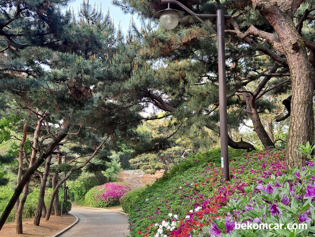 오늘 출근길, 정발산 꼭대기를 넘어서|بيكومكار (bekomcar)
