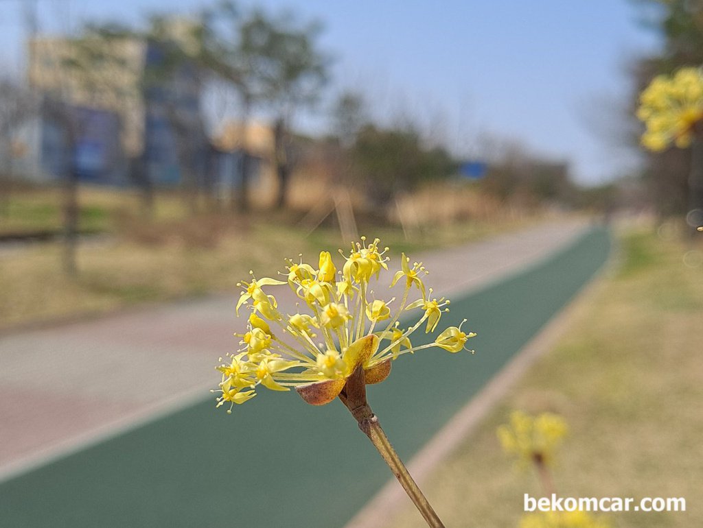 2022년 봄이다.꽃이 피기시작했다.|bekomcar.com
