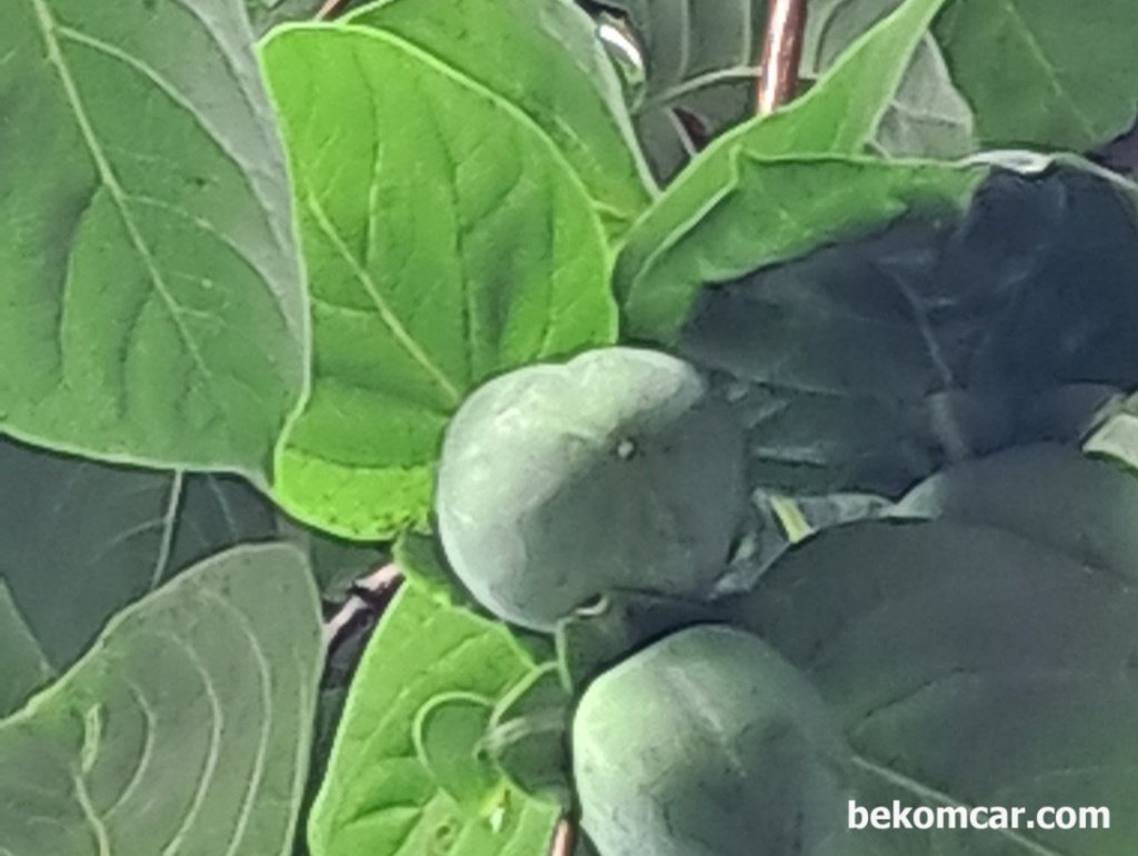 오늘의 일상, 감 밤 조깅 과 베콤카 업그레이드|bekomcar.com