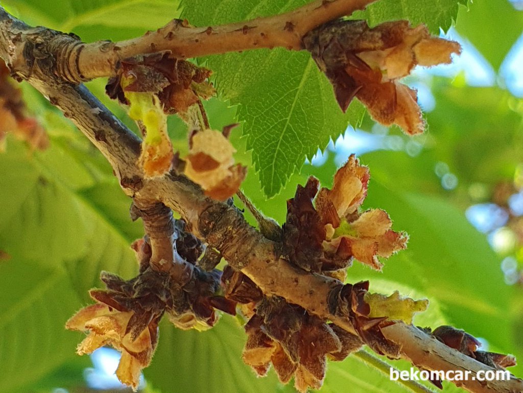 오늘의 일산 모습|bekomcar.com