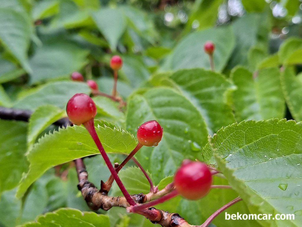 꽃이 피고 꽃이 지고 열매가 열린다. 정말 신기하다|بيكومكار  (bekomcar)