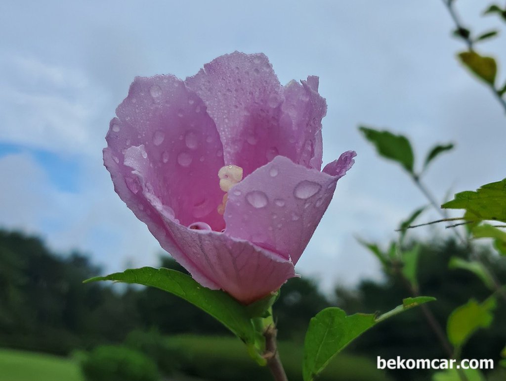 일산 정발산의 무궁화 꽃, 항상 제자리에 있다|bekomcar.com