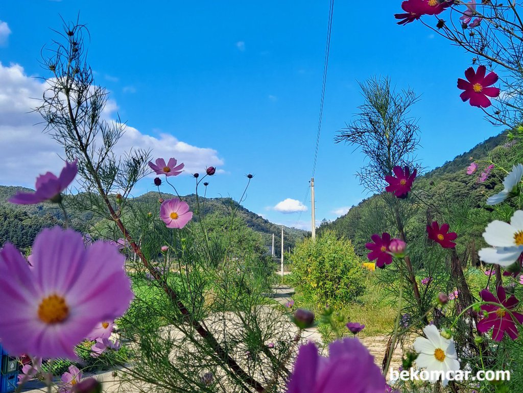 コスモスの花、秋、韓国江村の村。|ベコムカー (bekomcar)