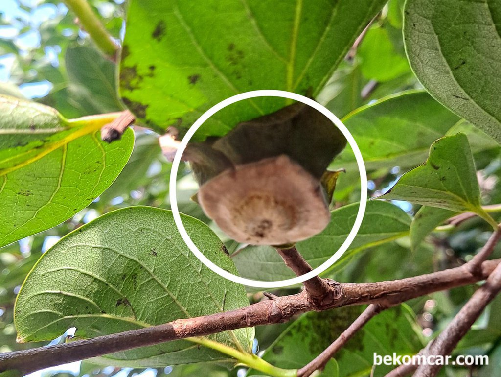 매일보는 감이 갑자기 사라졌다. 걱정되고 궁금하다|贝科姆汽车 (bekomcar)