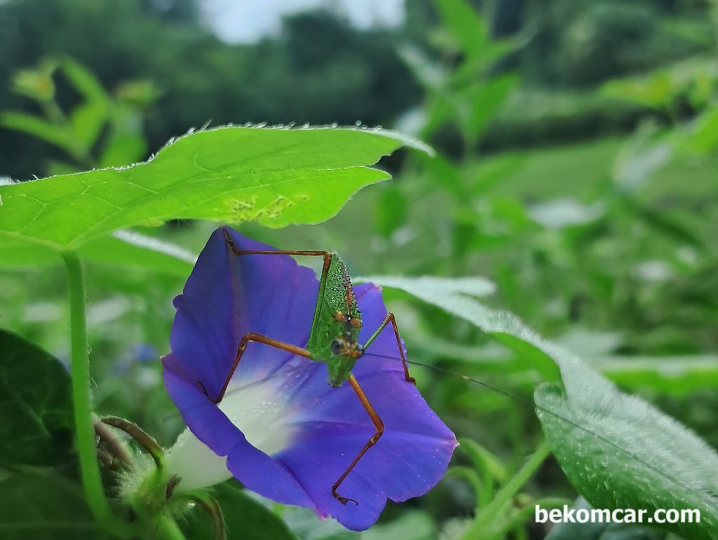 일산 정발산 길가에 있는 꽃 이다. 나팔꽃, 모닝글로리?|bekomcar.com