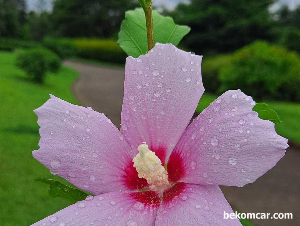 여름장마 천둥과 비바람후 아침 무궁화 꽃|bekomcar.com