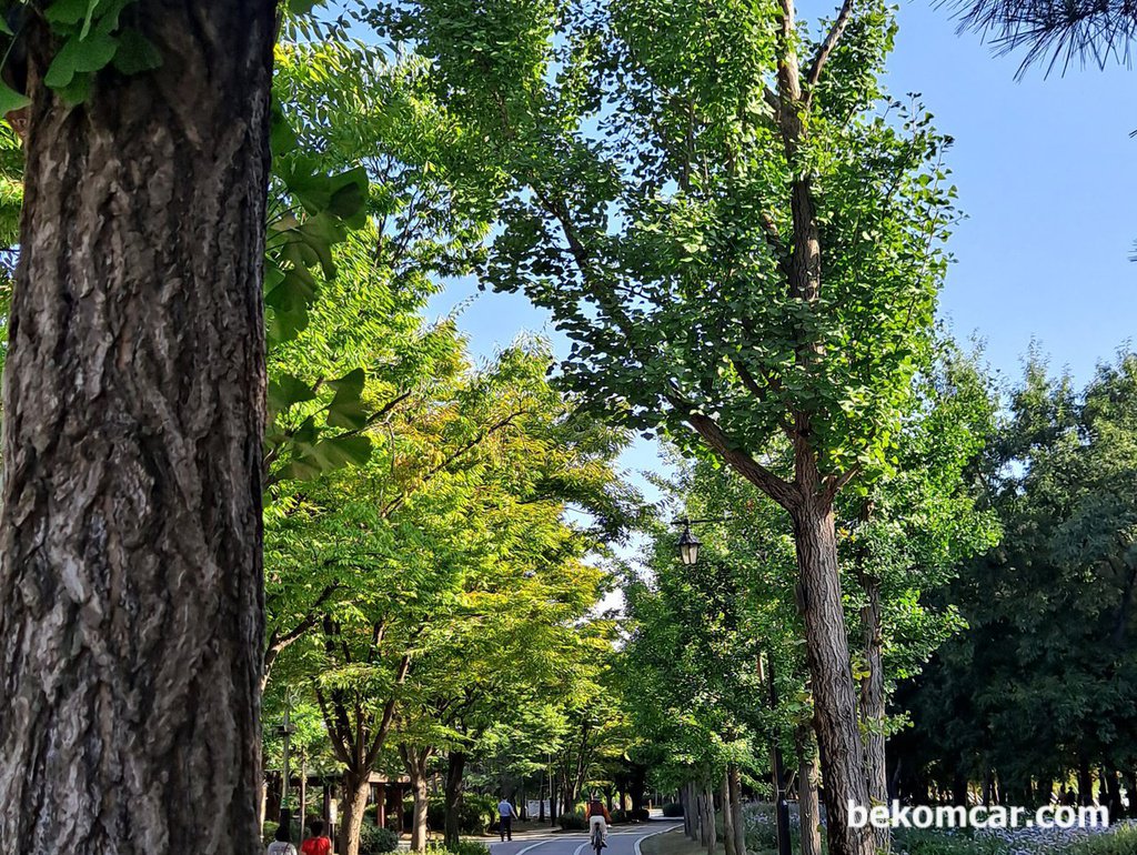 韓国高陽市イルサン湖公園でのジョギング|ベコムカー (bekomcar)