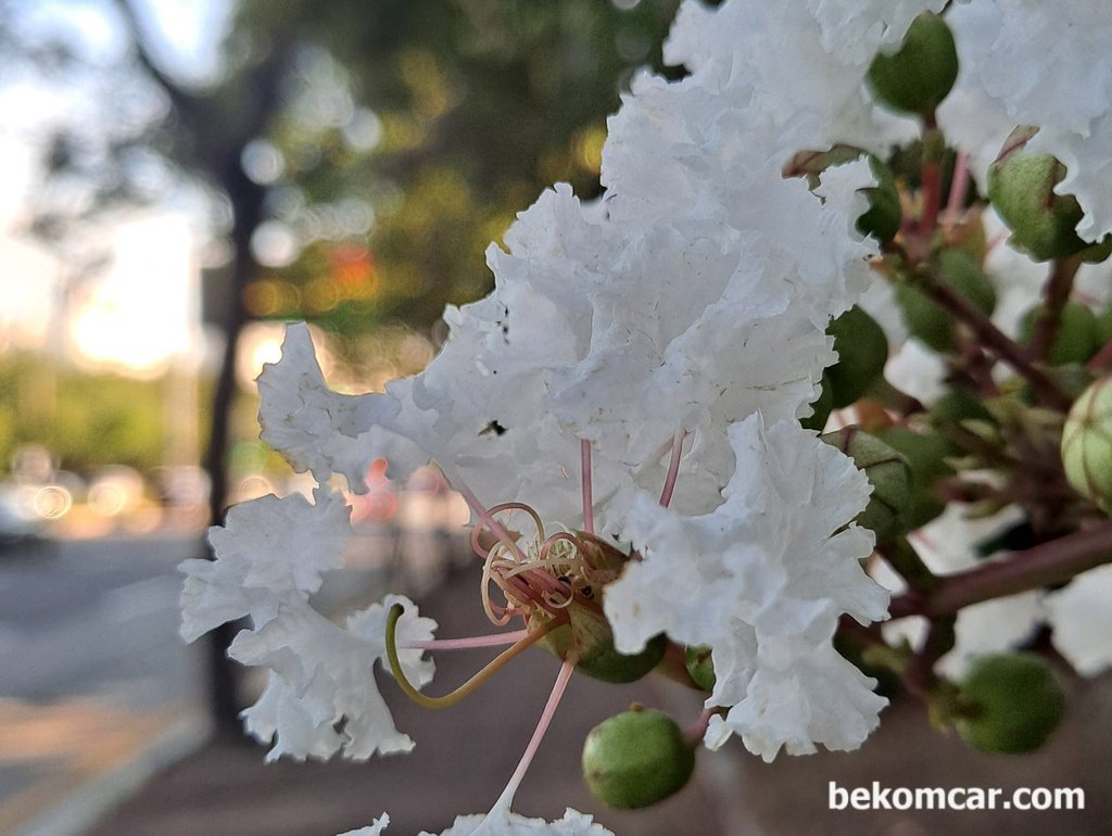 퇴근 길가의 흰배롱나무 꽃, 뭔가 와 닿는다|bekomcar.com