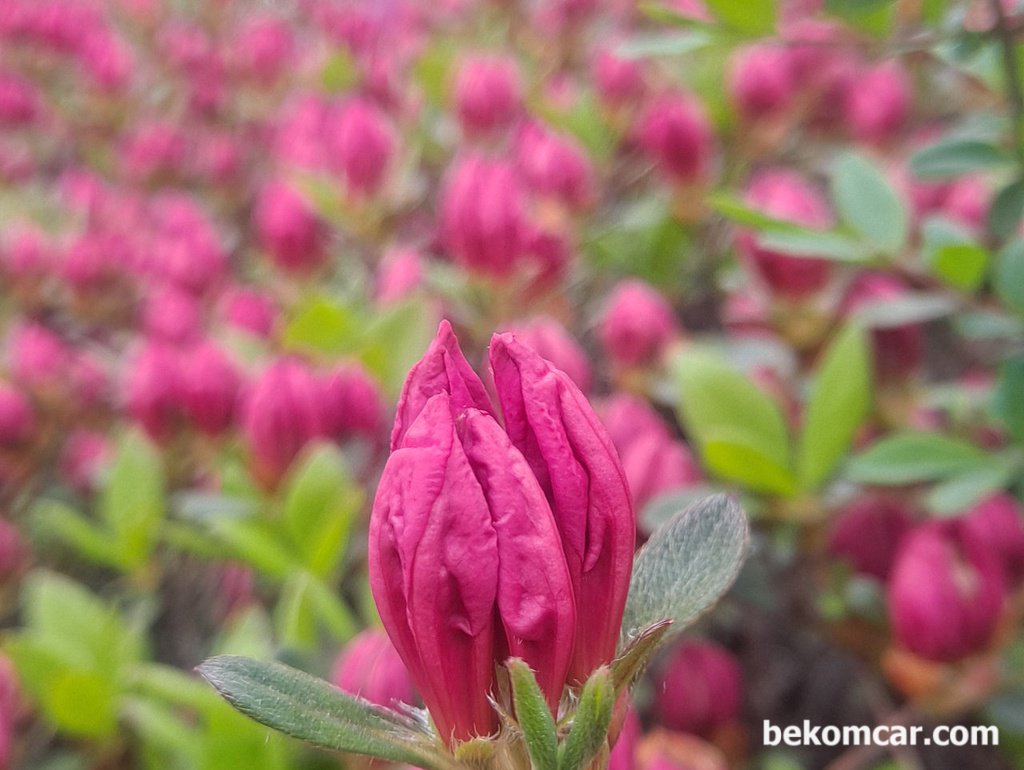 하나의 꽃 이 지고나면 또 다른 꽃 이 핀다|bekomcar.com