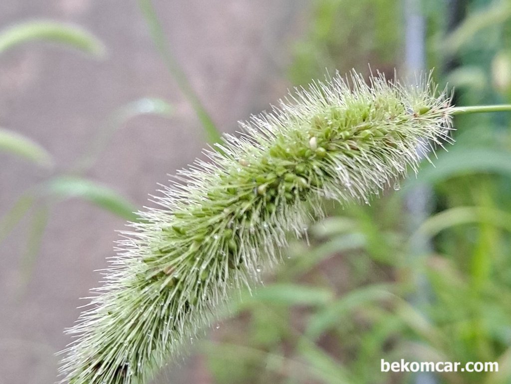 개구리 사냥이 기억난다. 지금은 미안하다|bekomcar.com