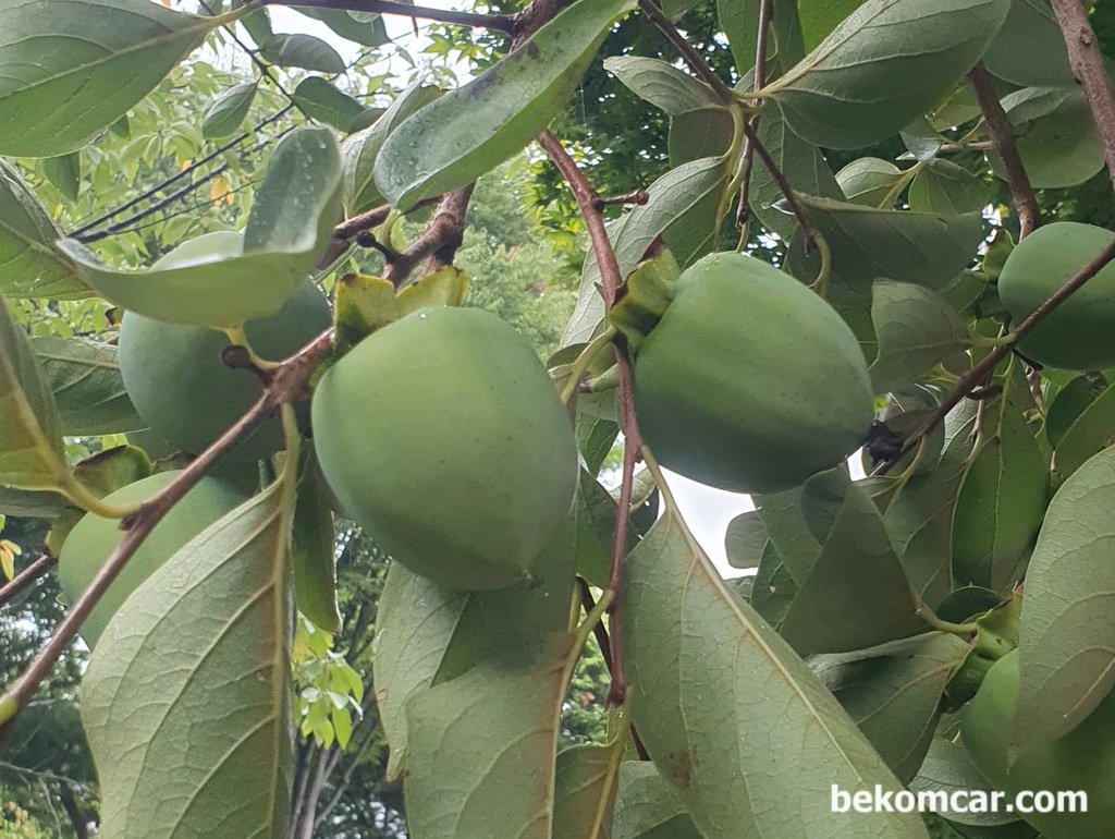 시간은 변함없다. 가을비도 반갑다|贝科姆汽车 (bekomcar)