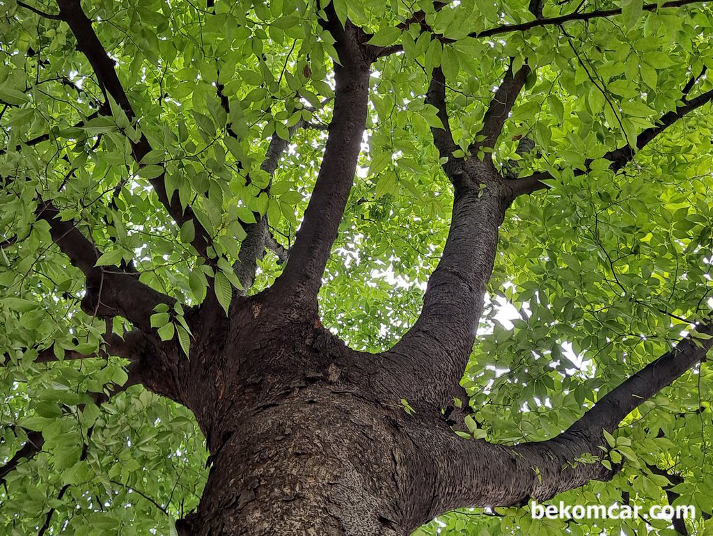 Trees always give good gifts to people.|bekomcar.com