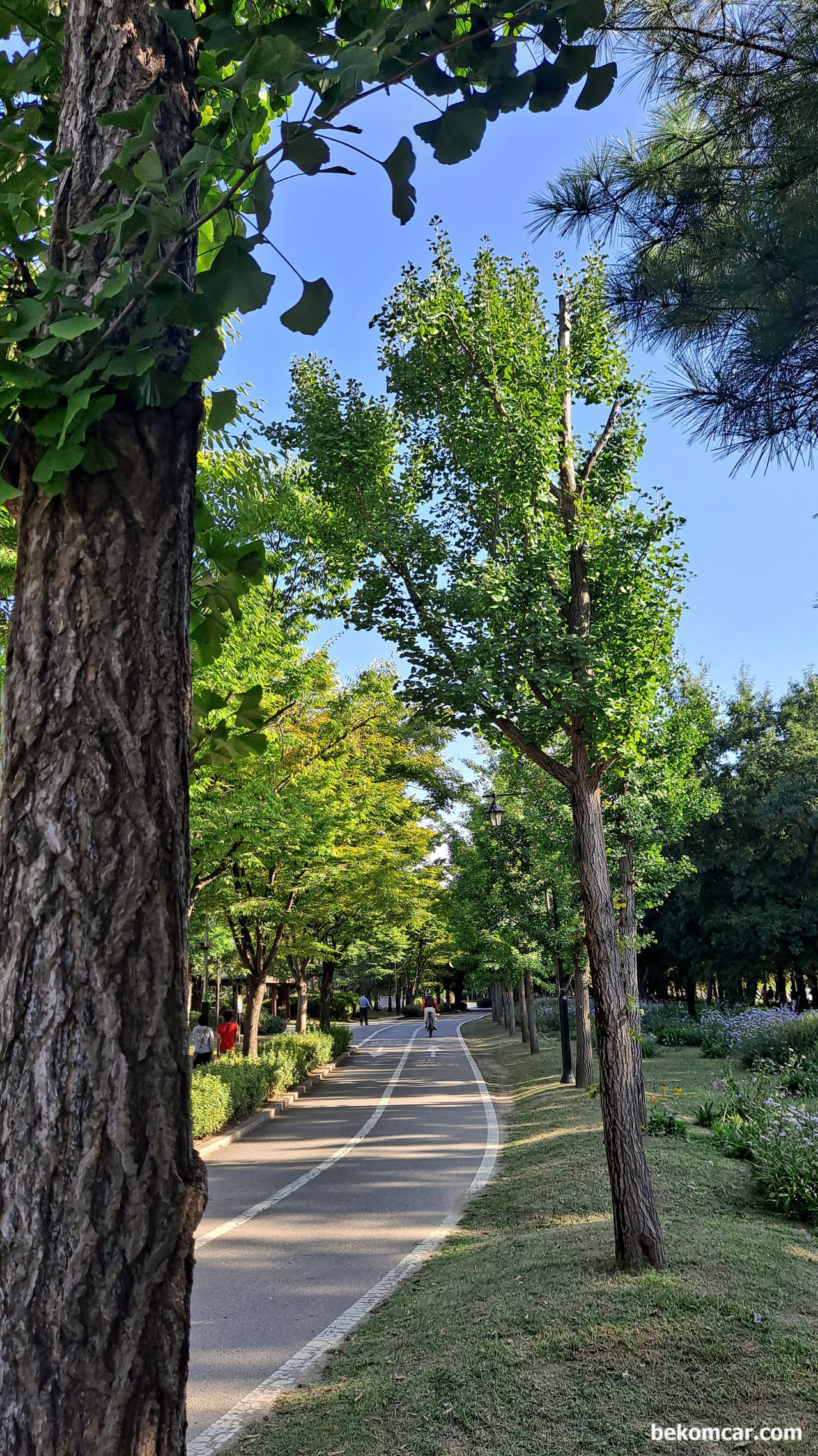 韓国高陽市イルサン湖公園でのジョギング, None|ベコムカー (bekomcar)