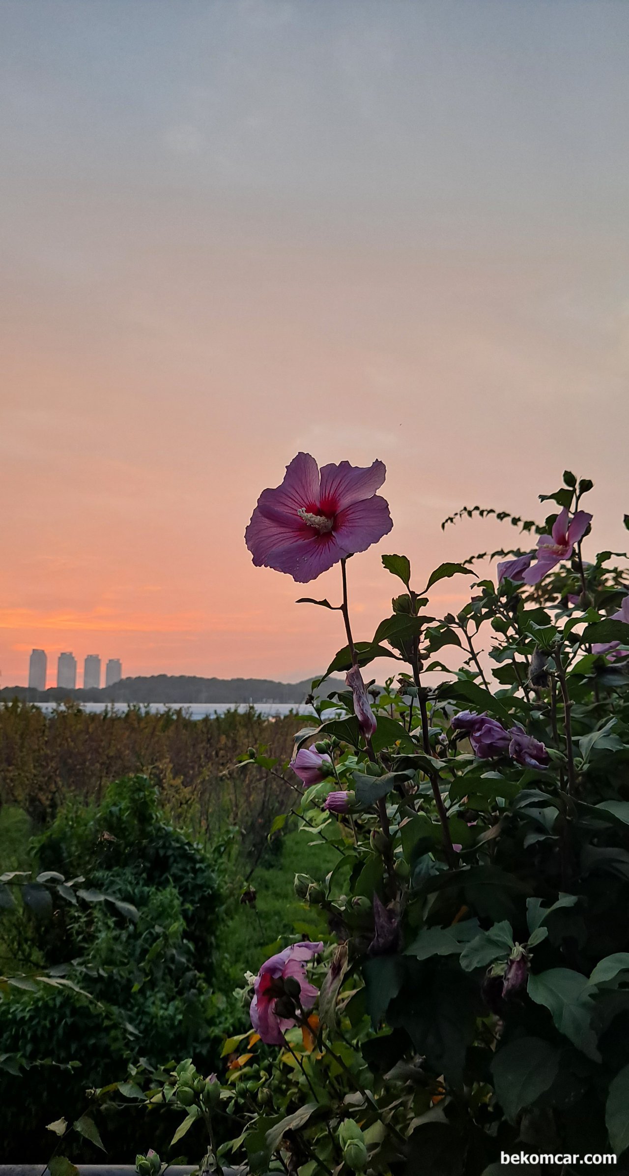 イルサンドン韓国の夕日と未知の花, None|ベコムカー (bekomcar)