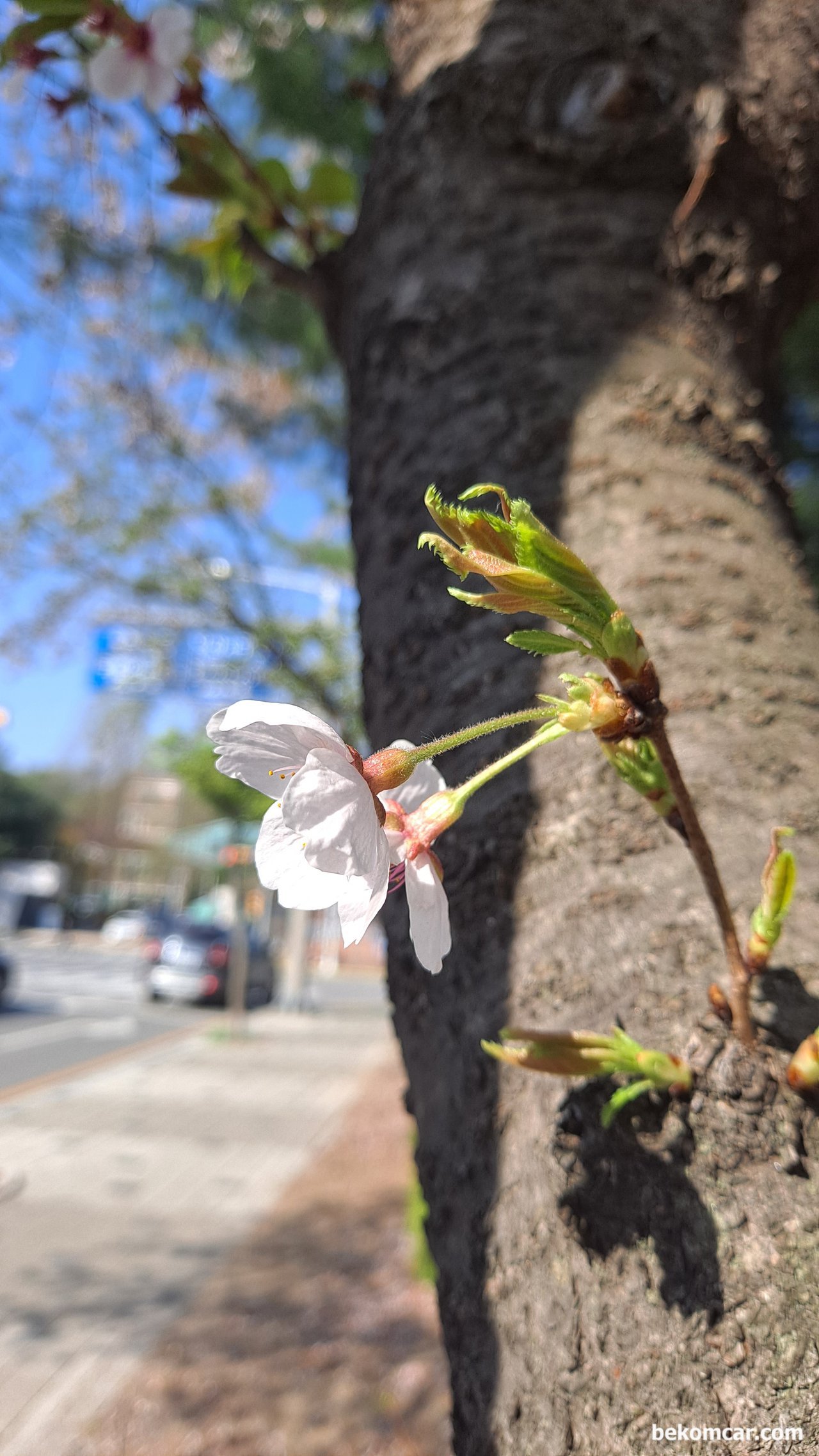 일산의 봄 꽃, 사계절 항상 좋은곳이 일산이다.일산의 봄 꽃 축제가 기대된다.|ベコムカー (bekomcar)