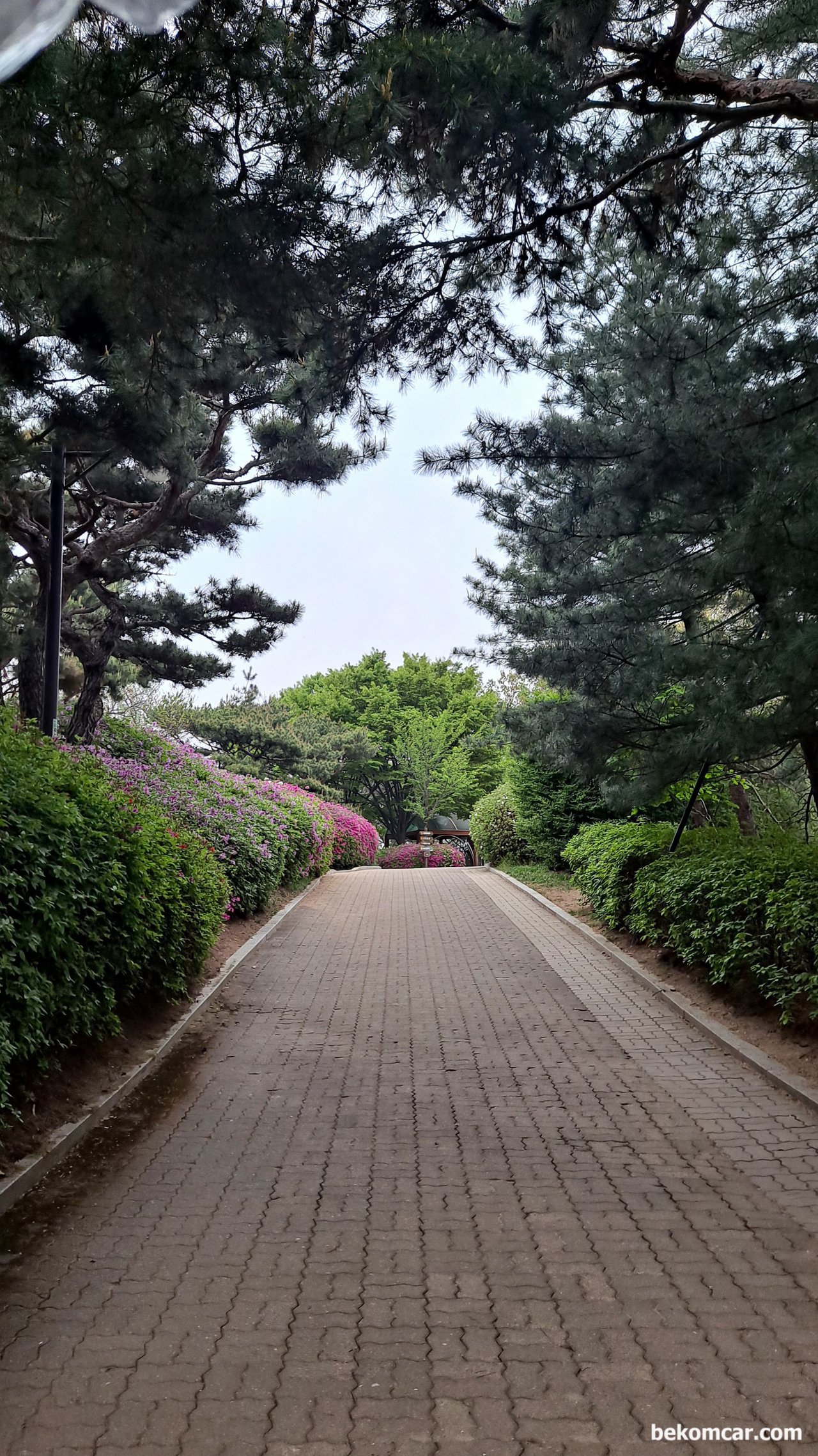 일산 정발산 꼭대기를 지나면서 새소리 그리고 꽃 들과대화, 2022년 일산의 봄, 꽃들이 축제분위기를 주고 있다. 그냥 바라만 봐도 좋은 꽃 들이다.|بيكومكار  (bekomcar)