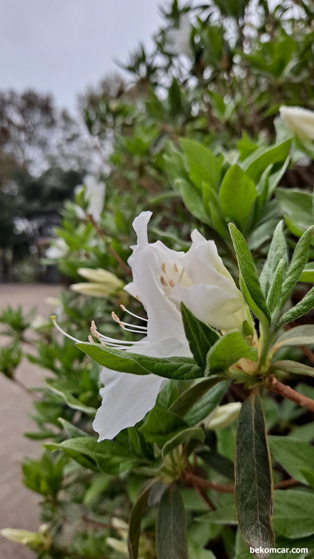 일산 정발산 꼭대기를 지나면서 새소리 그리고 꽃 들과대화, 일산 정발산의 분홍색 꽃, 퇴근하면서 하이|بيكومكار  (bekomcar)