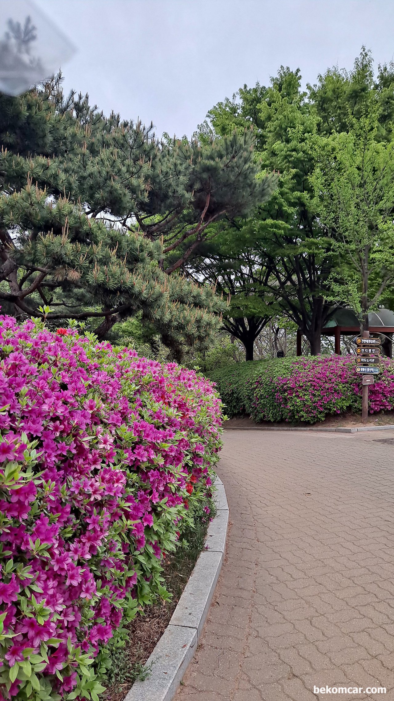 일산 정발산 꼭대기를 지나면서 새소리 그리고 꽃 들과대화, 퇴근길에 접하는 일산의 봄 꽃|بيكومكار  (bekomcar)