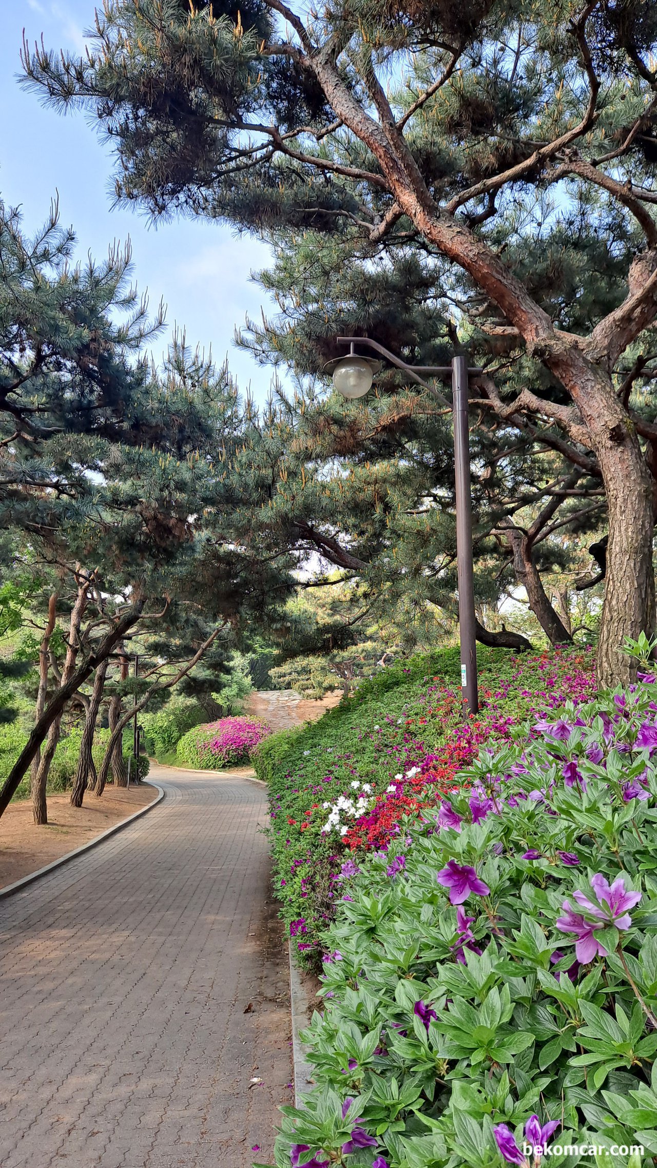 오늘 출근길, 정발산 꼭대기를 넘어서, 정발산의 꼭대기 를 넘어서 하산하는 길이다. 참 좋다. 새소리에 삼큼한 공기와 꽃 들. 이곳이 파라다이스 이다.|بيكومكار  (bekomcar)