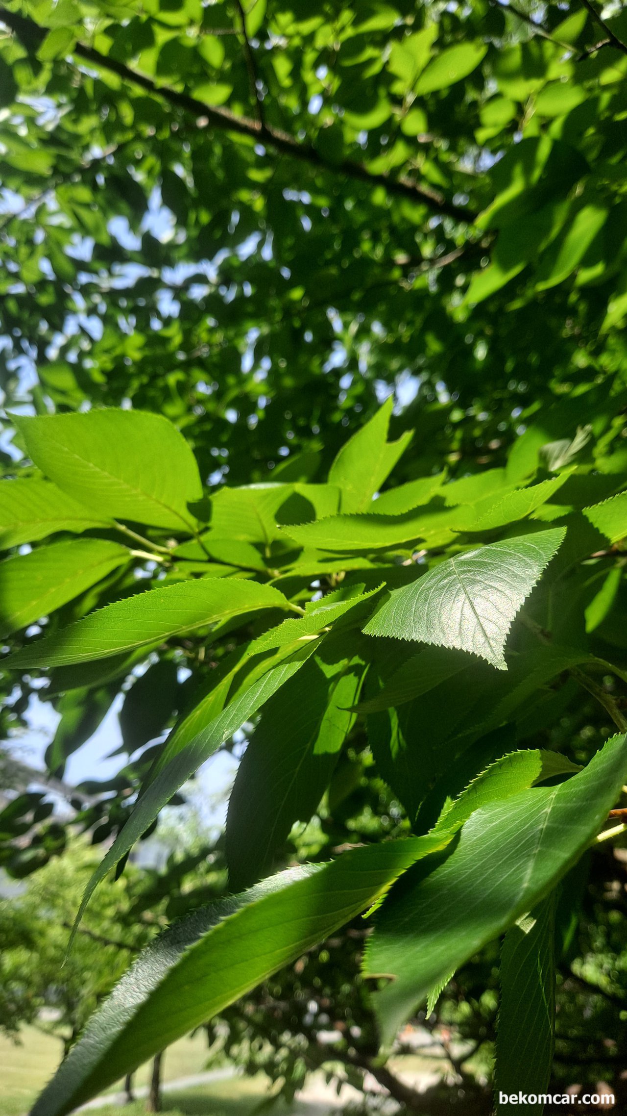 어느 초여름의 일산, 즐거이 맞아주는 꽃, 정발산의 나무들, 더운데도 시원하다|베콤카 중고차구매진단