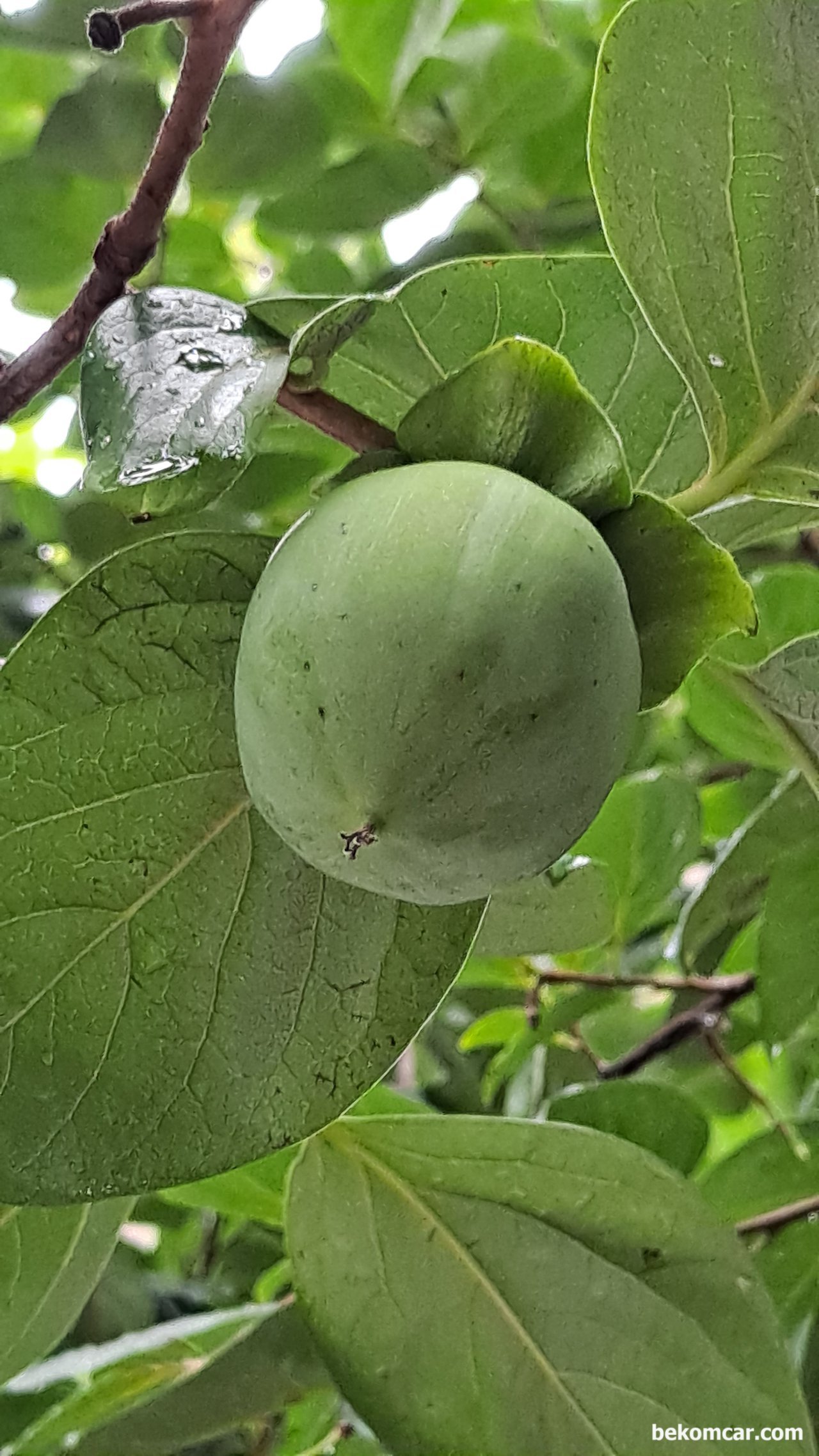 오늘의 사진, 가을준비에 바쁜 자연의 감나무, 가을준비에 바쁜 자연의 감나무. 감이 벌써 많이 자라있다. 조만간 또 다른 감 의 모습이 기대된다.|بيكومكار  (bekomcar)