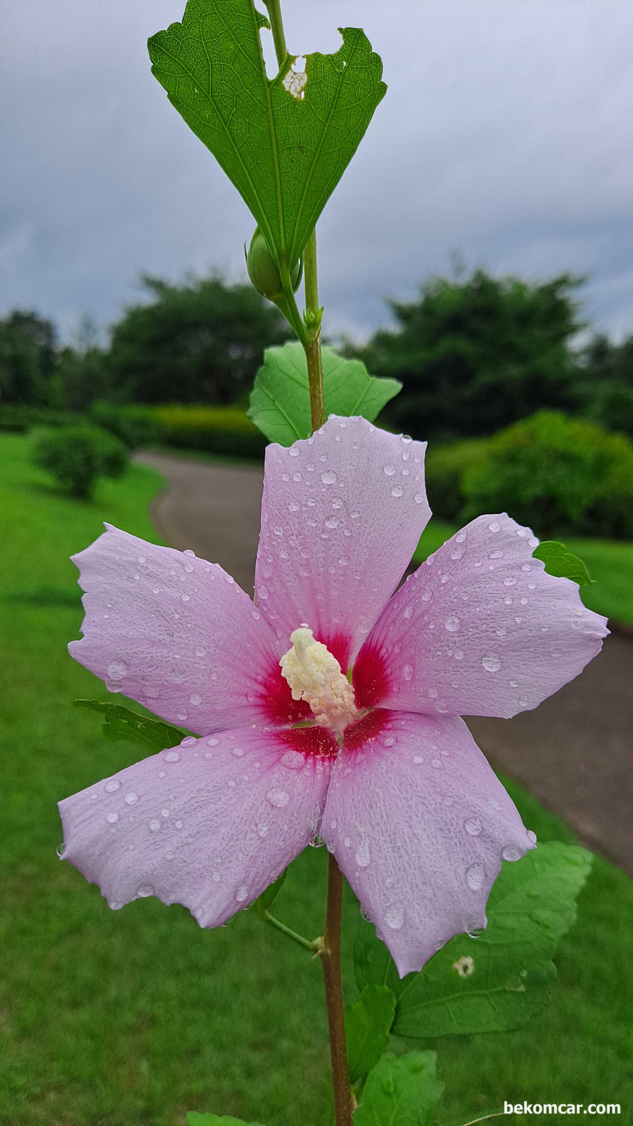 여름장마 천둥과 비바람후 아침 무궁화 꽃, 일산 정발산의 어느여름 아침, 여름장마 천둥과 비바람후 아침 무궁화 꽃이다. 그 심한 바람에도 그대로 잘 있다.|ベコムカー (bekomcar)