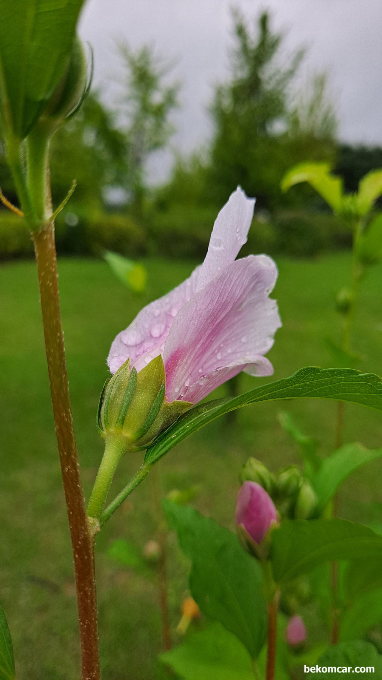 여름장마 천둥과 비바람후 아침 무궁화 꽃, 일산 정발산의 어느여름 아침, 여름장마 천둥과 비바람후 아침 무궁화 꽃 이 참 아름답다.|ベコムカー (bekomcar)