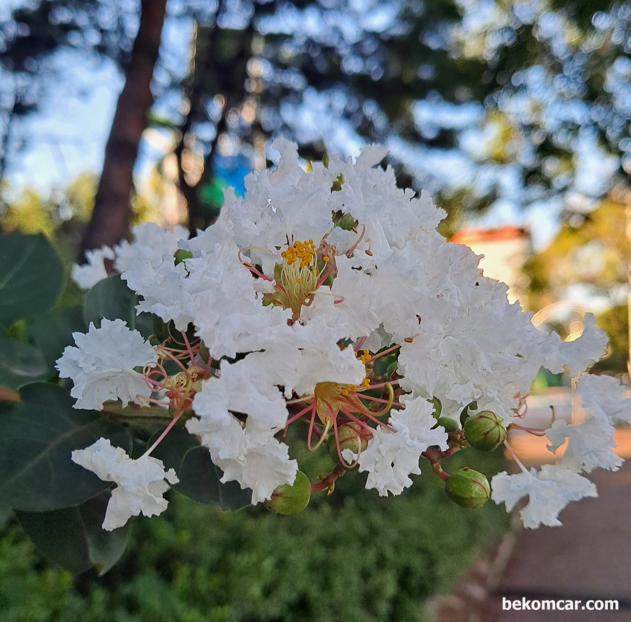 퇴근 길가의 흰배롱나무 꽃, 뭔가 와 닿는다, 일산의 여름날, 퇴근길 길가의 꽃 이 대견스럽고 뭔가 와 닿는다|بيكومكار  (bekomcar)