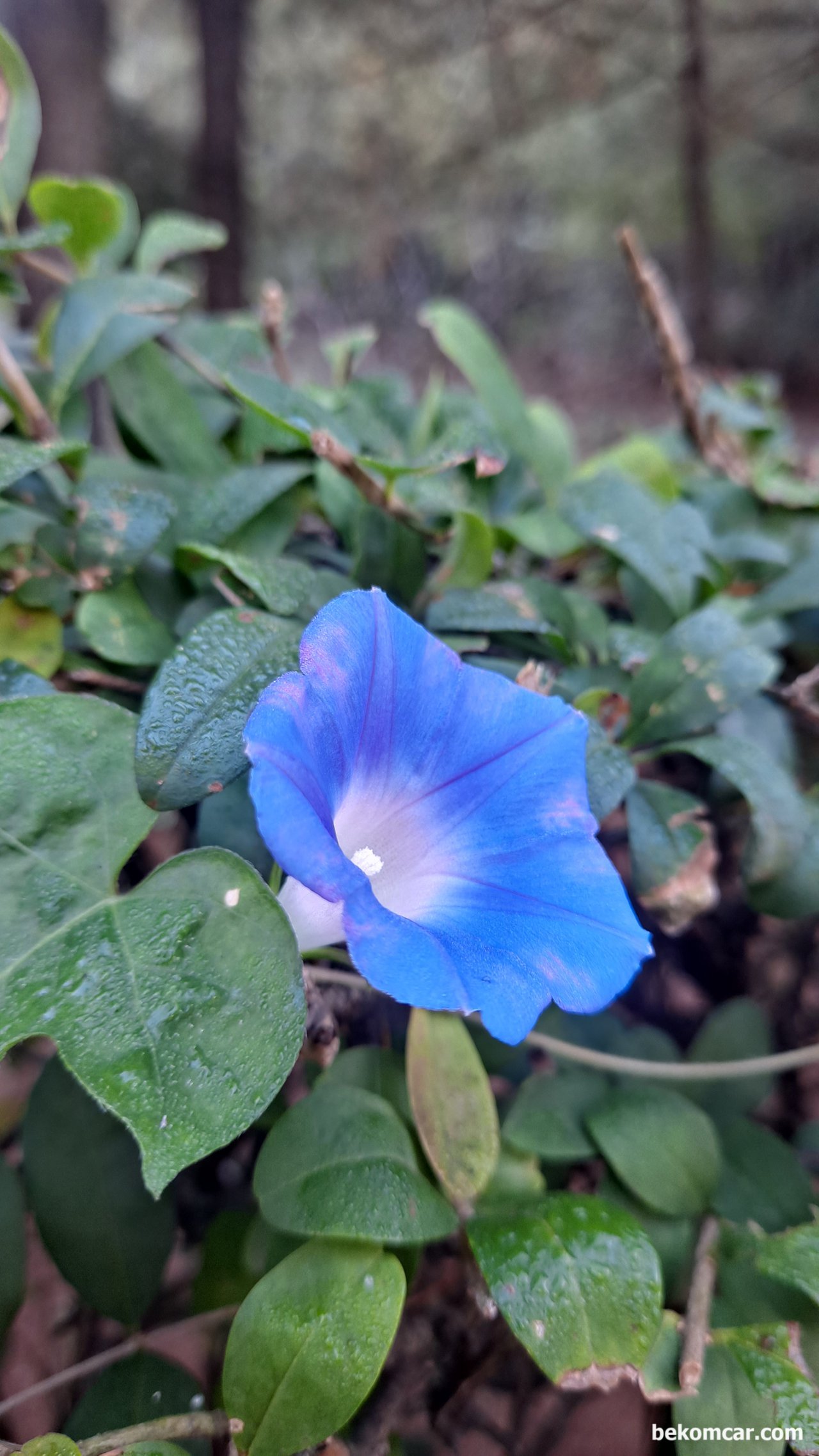 일산 정발산과 시내의 꽃, 일산 정발산의 가을꽃, 보라색이 정겹다. 그냥지나치면 안보인다.잠시만 보면 잘 보인다.|ベコムカー (bekomcar)