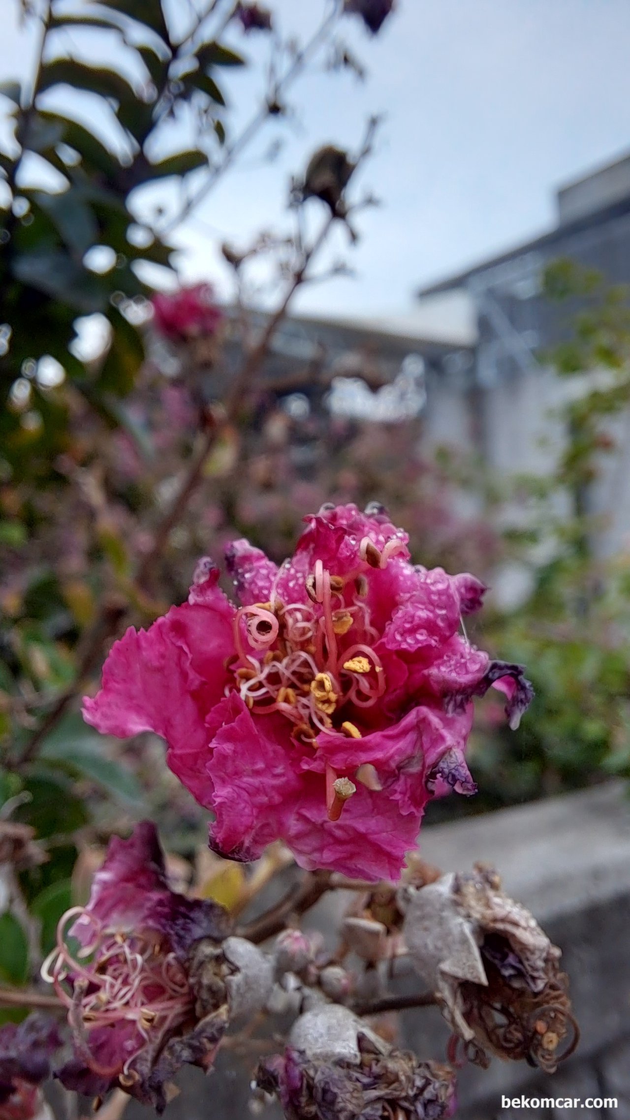 일산 정발산과 시내의 꽃, 이 꽃 도 이름은 모르나 지나가는데, 화려한 모습은 없고 말라비트러져가는 모습. 그래도 여전히 아름답다.|ベコムカー (bekomcar)