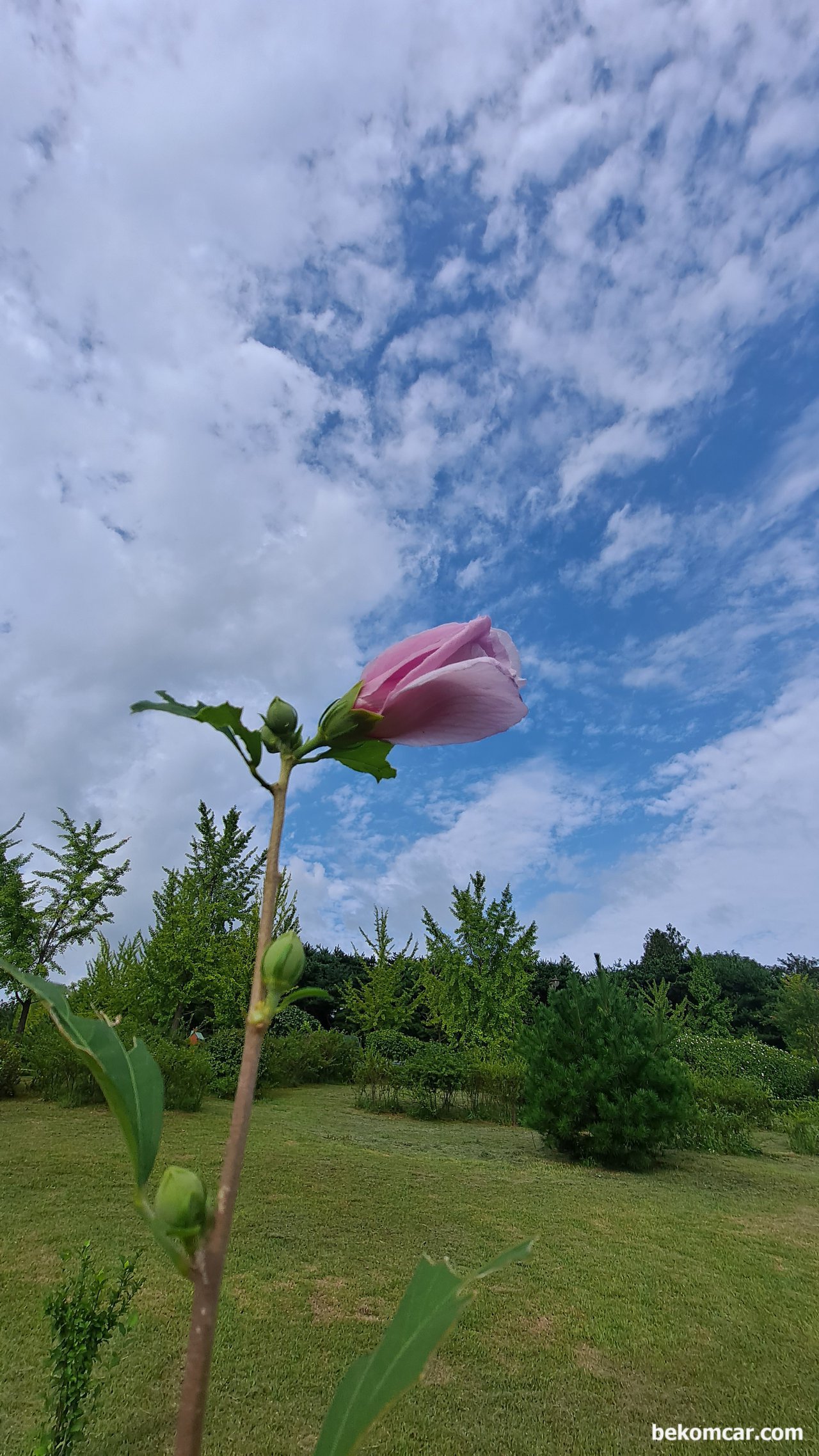 겨울을 지나면서, 왔던길을 살펴본다, 일산 정발산의 무궁화 꽃, 꼭 인생과 같지 않는가. 이 모습은 봄 날의 모습이다. 4계절 같은 무궁화 꽃 사진을 남겼는데 볼때마다 아련하다.|ベコムカー (bekomcar)