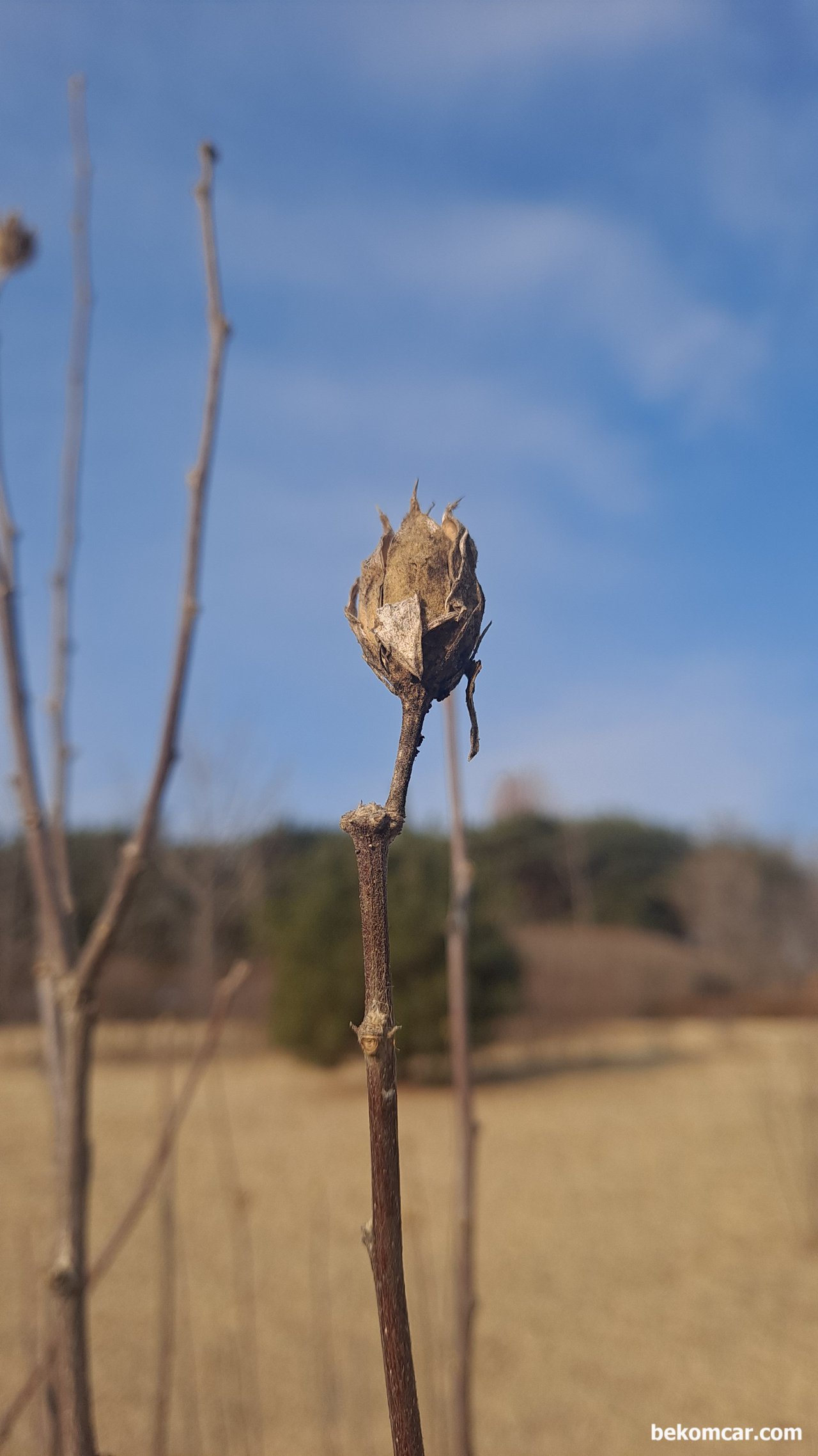 겨울을 지나면서, 왔던길을 살펴본다, 일산 정발산의 무궁화 꽃, 꼭 인생과 같지 않는가. 이 모습은 겨울의 모습니다.|ベコムカー (bekomcar)