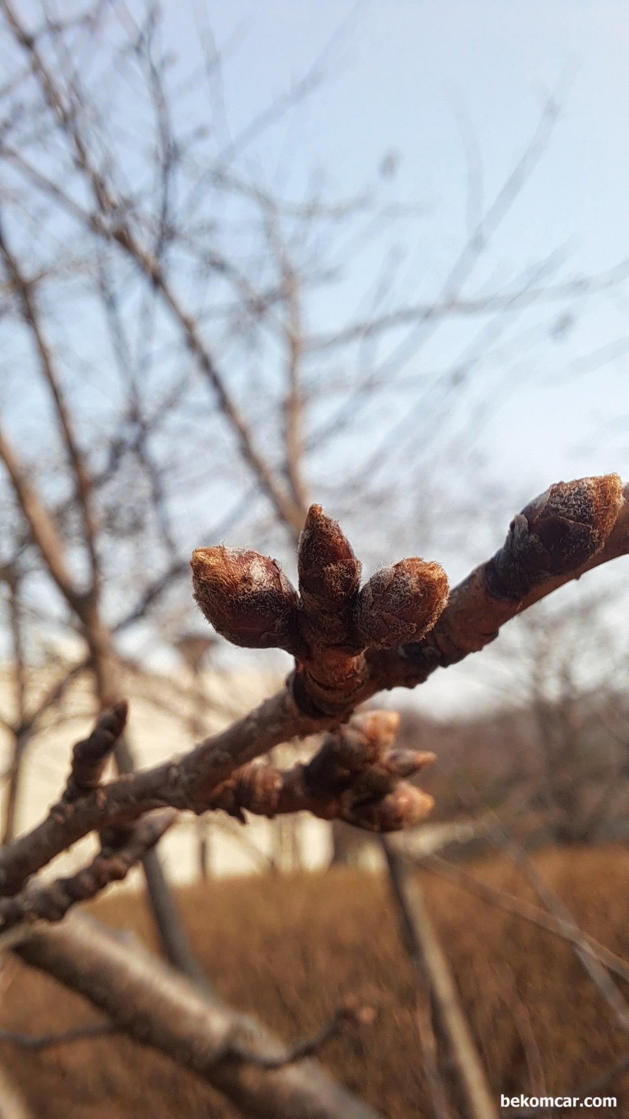 일산 봄 날, 이제 푸르름의 시작이다, 일산 봄 날, 즐겁게 시작한다. 모두 오늘도 안운하시길.|bekomcar.com