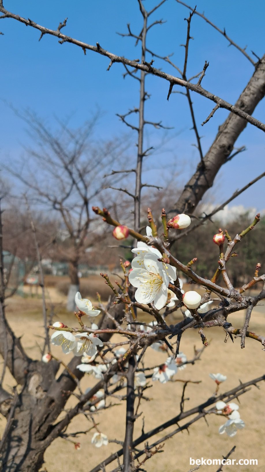 2023년 일산의 봄이 오기 시작했다, 2023년 일산의 봄이 오기 시작했다. 정발산에 꽃이 피기 시작한다.|bekomcar.com