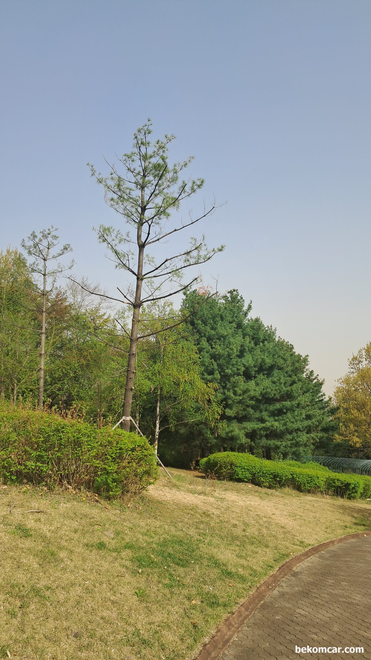 2023년 어느 봄날의 일산에서 만나는 노란 꽃 이다, 항상 걸어가는 정발산의 언덕길이다. 이제는 초록으로 바뀌고 있다.|bekomcar.com