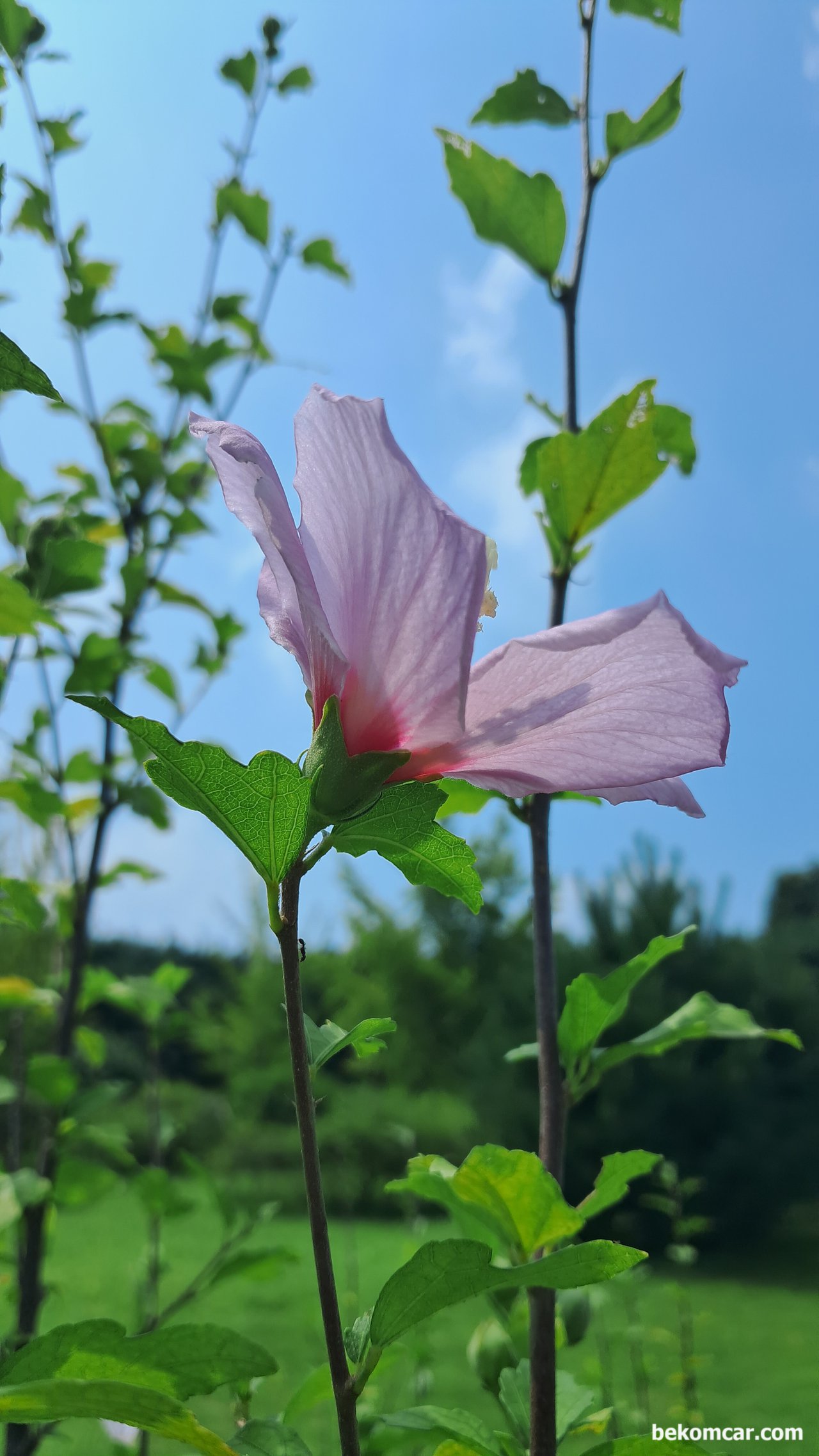 오늘의 일상,일산 정발산의 무궁화 꽃, 오늘의 일상,일산 정발산의 무궁화 꽃.  하늘도 가을 같다.|bekomcar.com