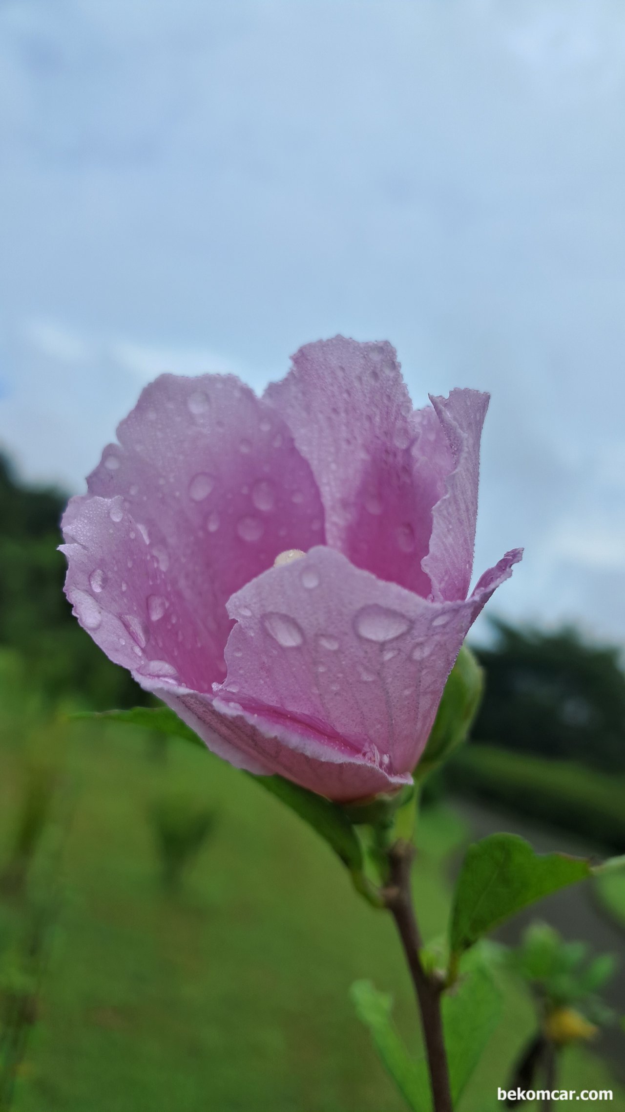 일산 정발산의 무궁화 꽃, 항상 제자리에 있다, 일산 정발산의 무궁화 꽃, 항상 제자리에 있다|베콤카 중고차구매진단