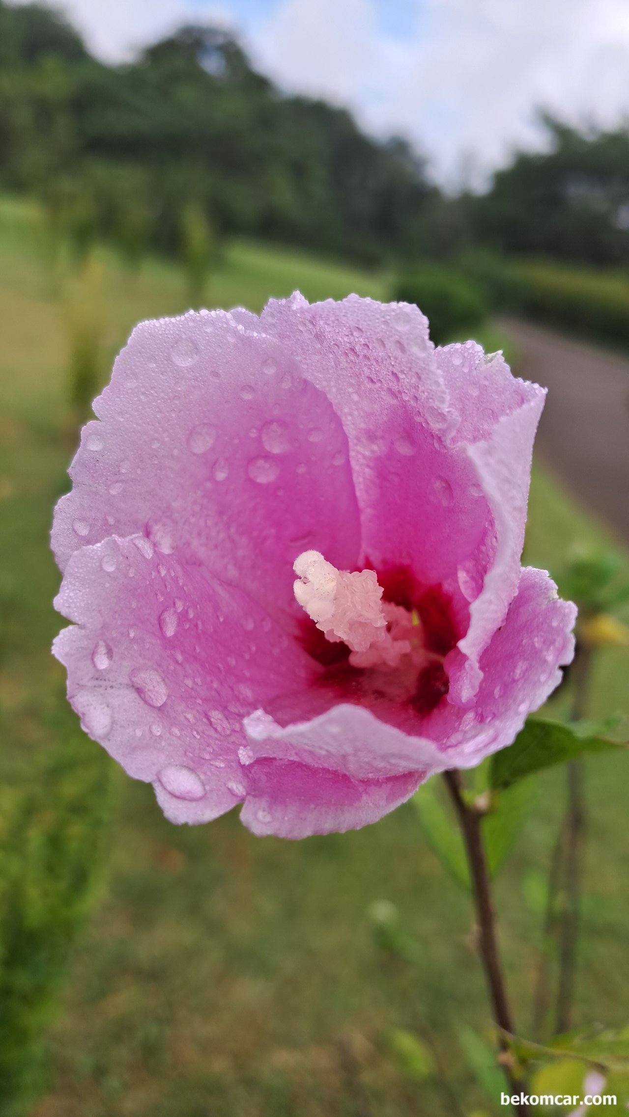 일산 정발산의 무궁화 꽃, 항상 제자리에 있다, 일산 정발산의 무궁화 꽃, 항상 제자리에 있다|베콤카 중고차구매진단