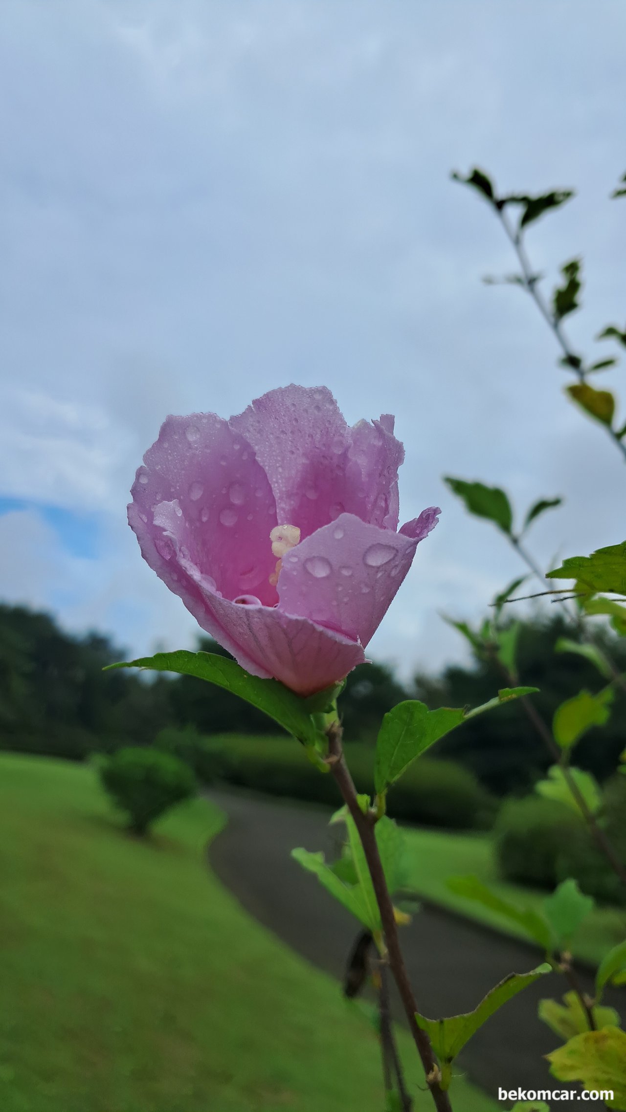 일산 정발산의 무궁화 꽃, 항상 제자리에 있다, 일산 정발산의 무궁화 꽃, 항상 제자리에 있다|베콤카 중고차구매진단